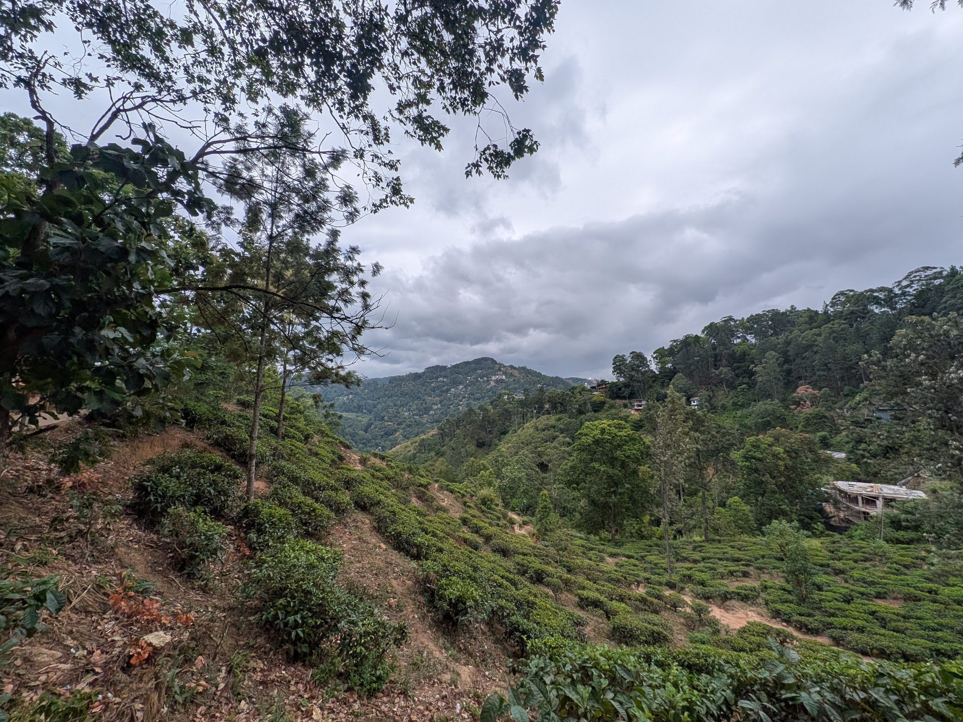 Tea fields along the Little Adam's Peak trail