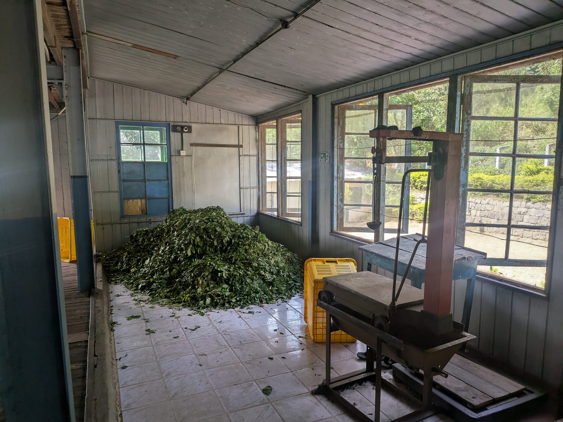 Fresh tea leaves and weighing scale inside the Kinellan Tea Factory