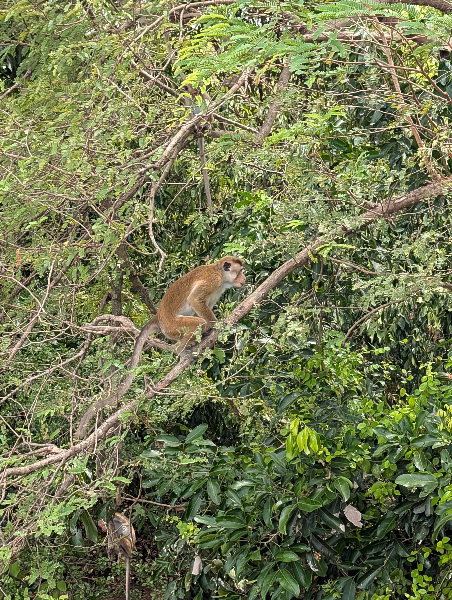 Toque macaque monkey in a tree by the road in Sri Lanka