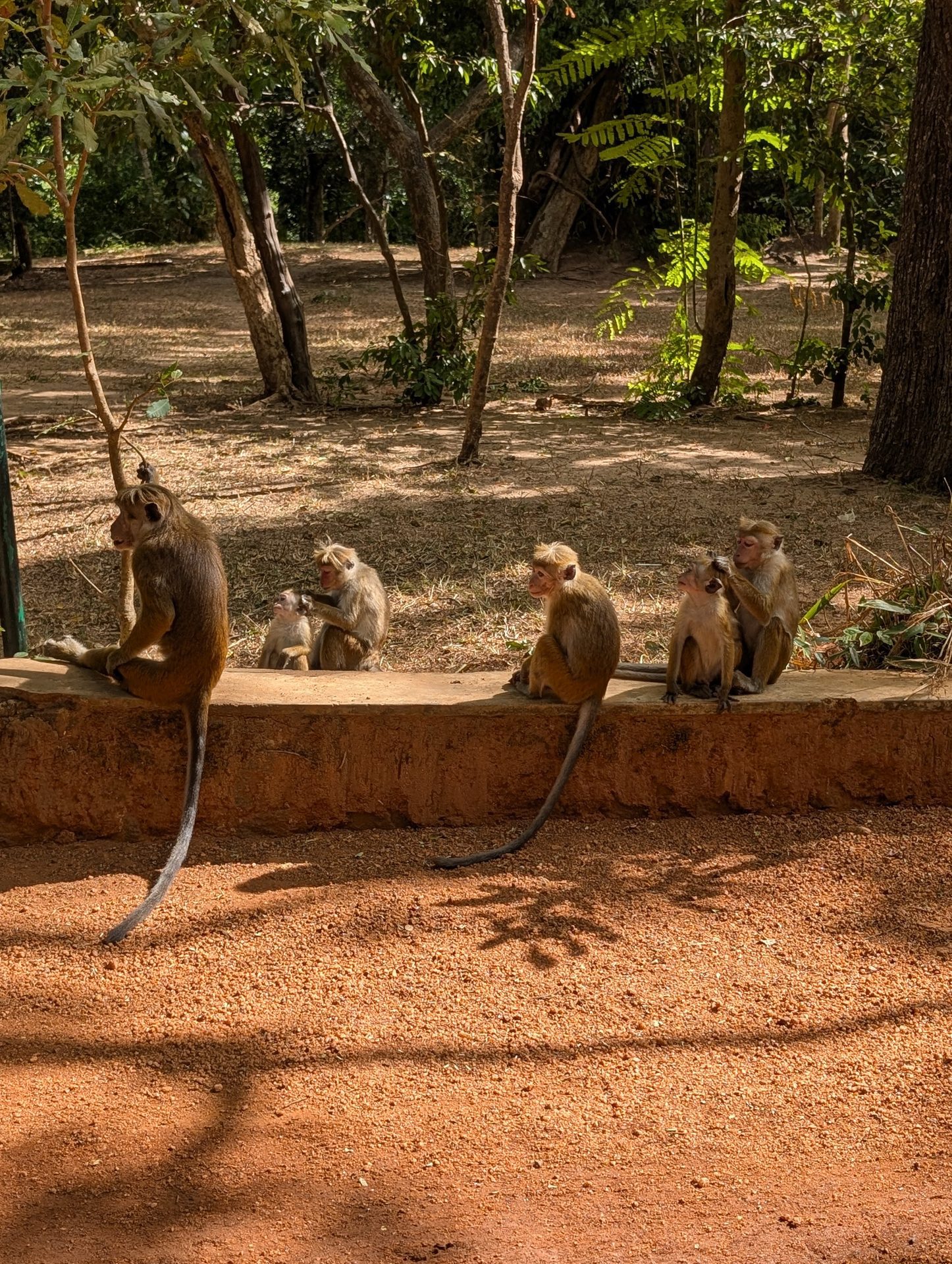Toque macaques sitting on a wall near the Sigiriya entrance