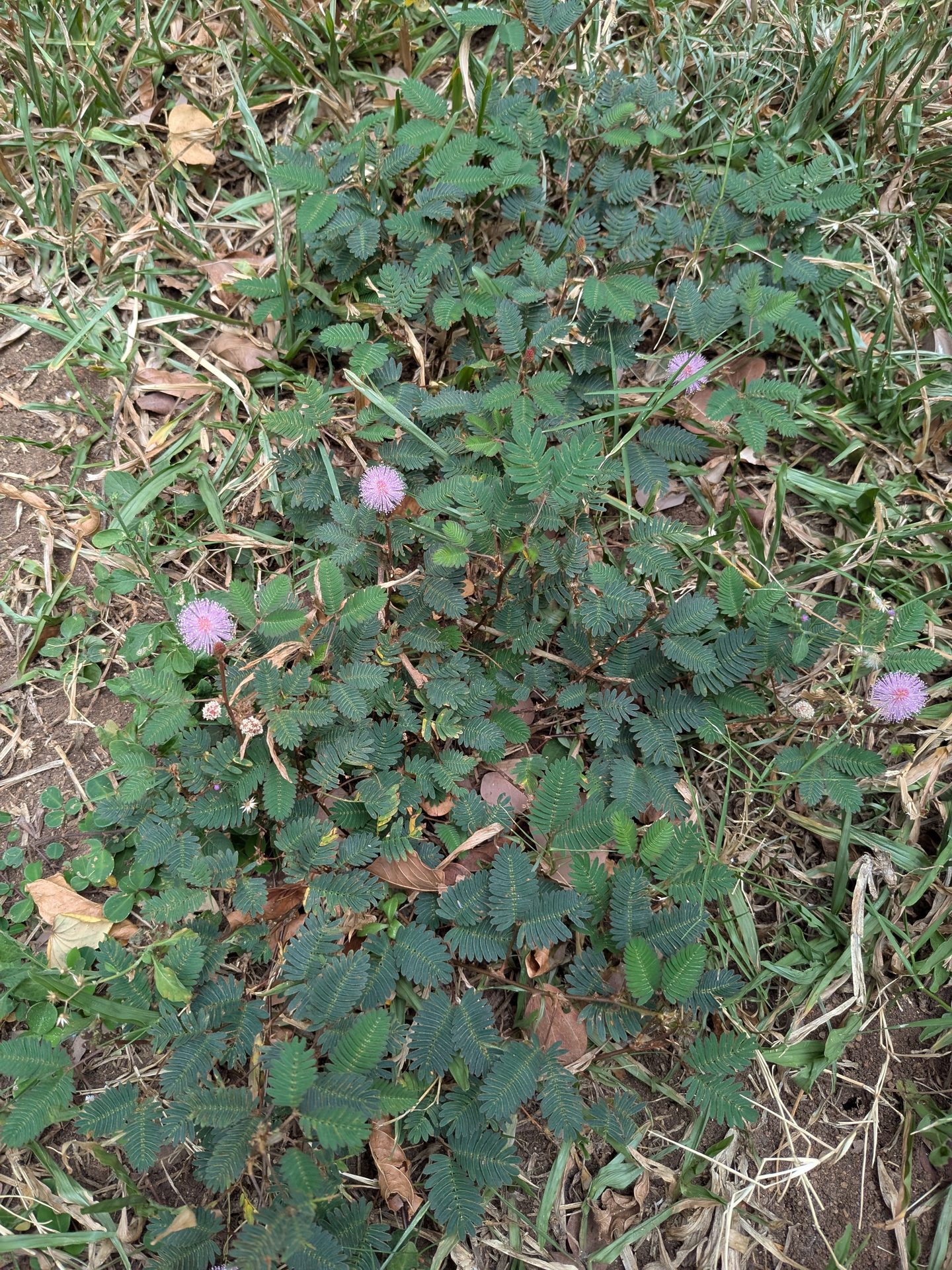 Touch-me-not plants flowering on the lawn at Sigiriya Jungles