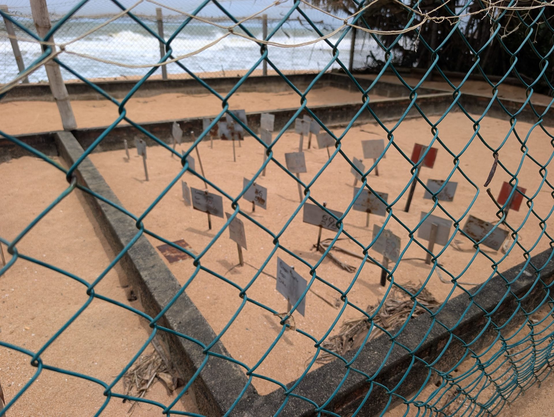Marked turtle egg nests in the sand at the Kosgoda hatchery
