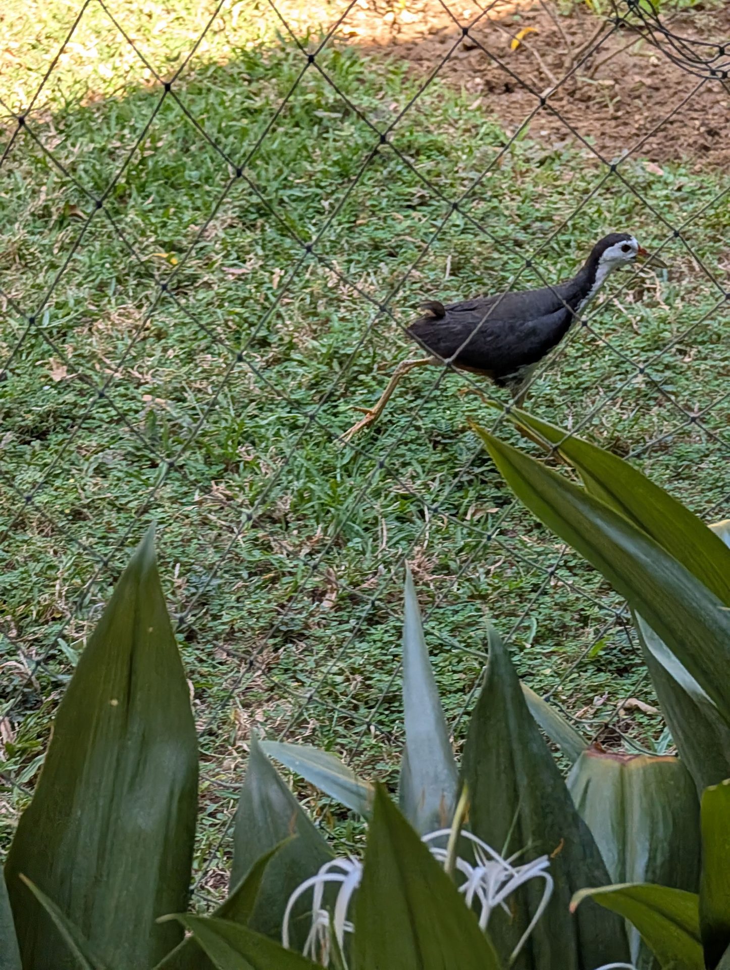 White-breasted waterhen on the lawn at Anantaya Pasikudah