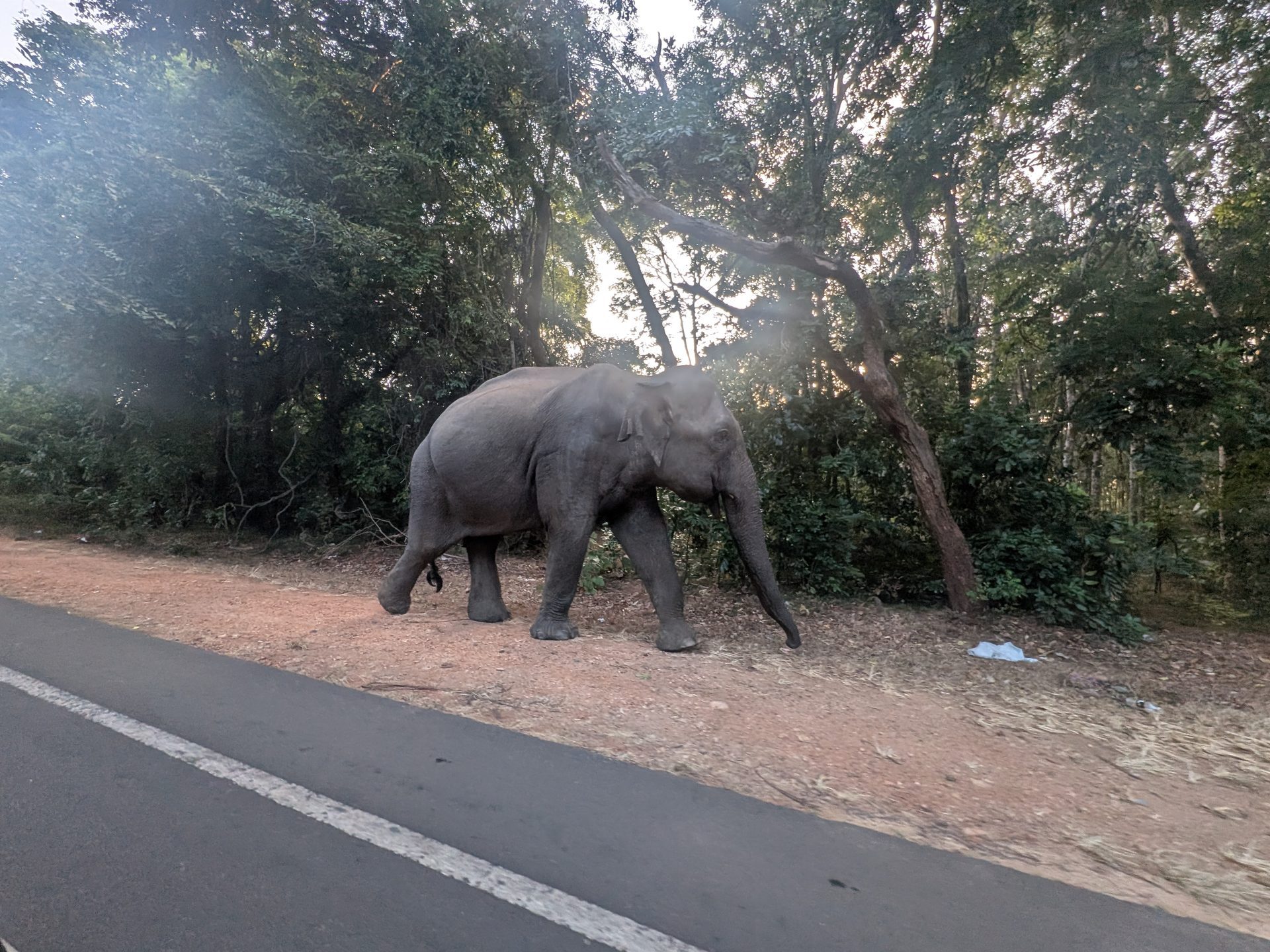Wild elephant crossing the road in Sri Lanka