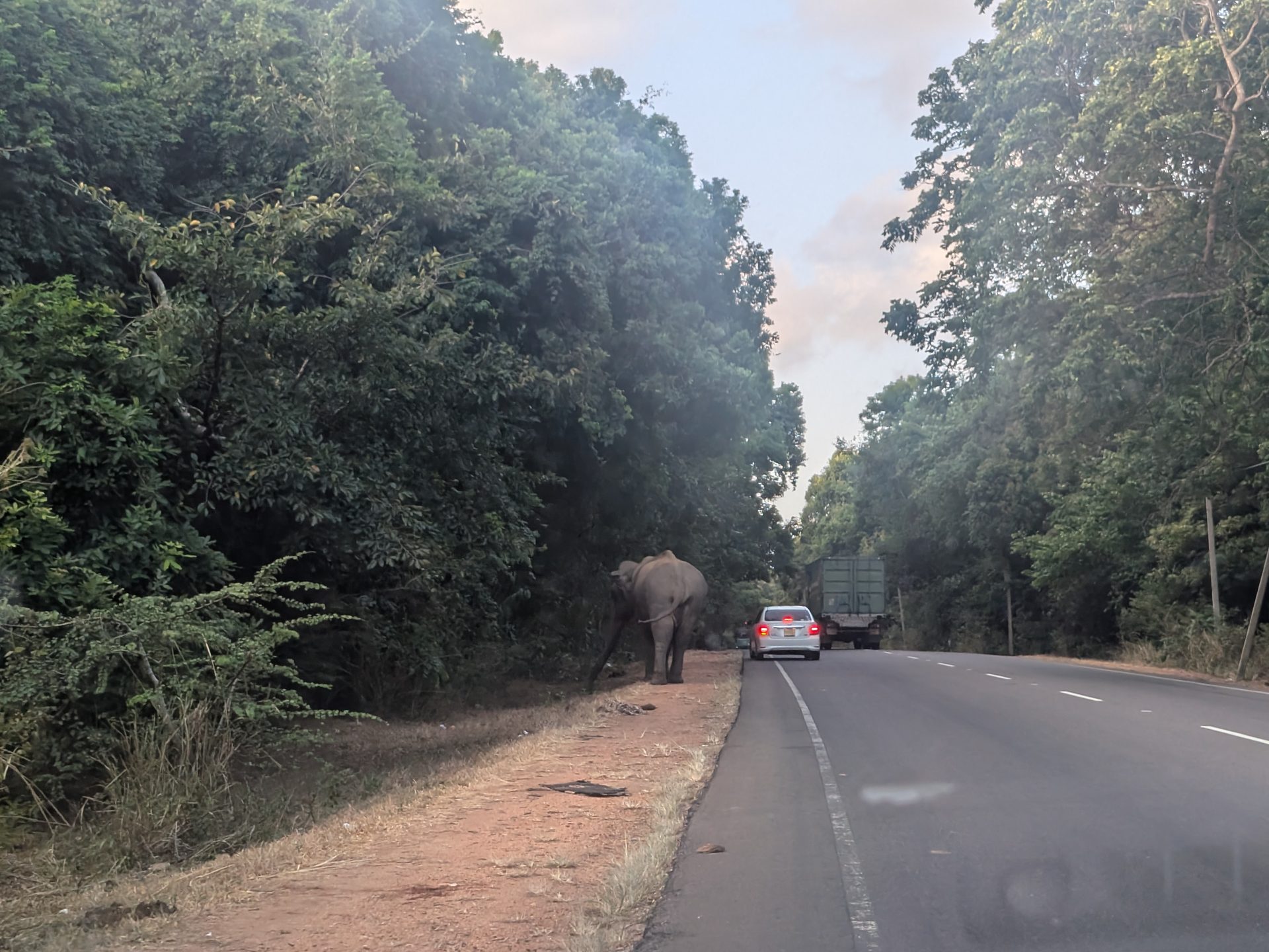Wild elephant walking along the roadside near Sigiriya