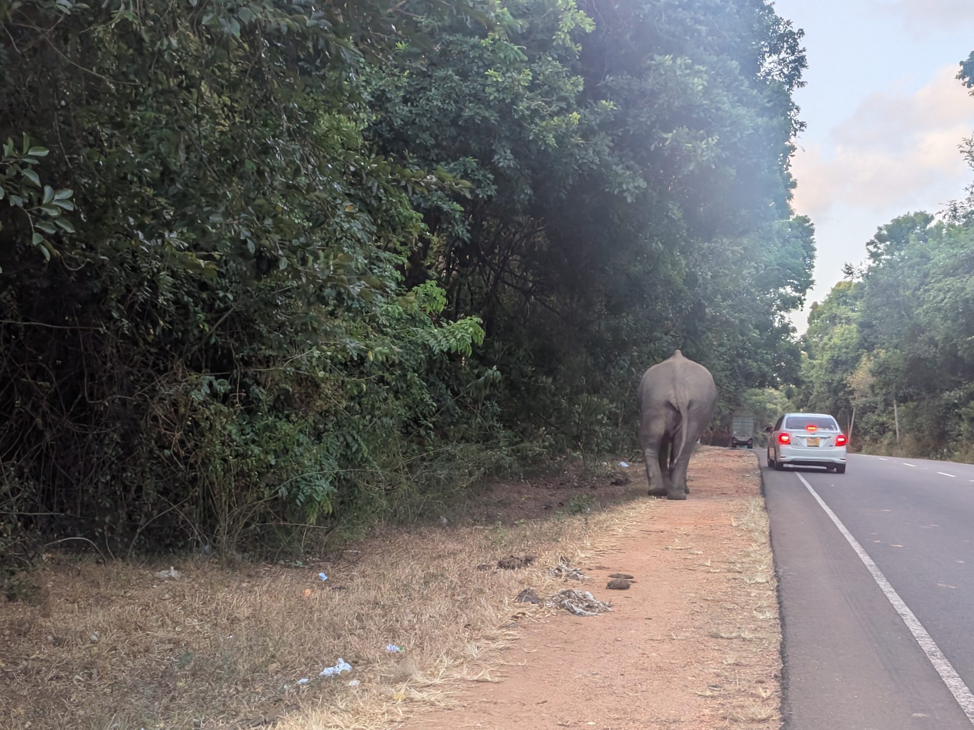 Wild elephant next to the road near Sigiriya at dusk