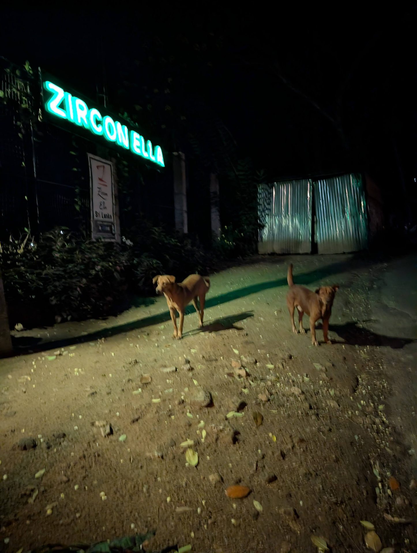 Zircon Ella sign lit up at night